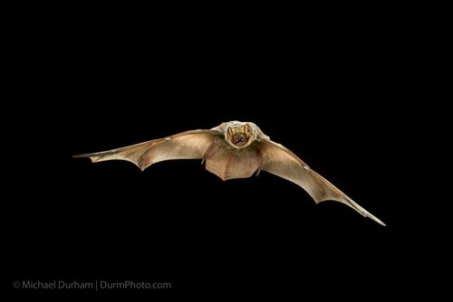 Hoary bat. Photo: Michael Durham.