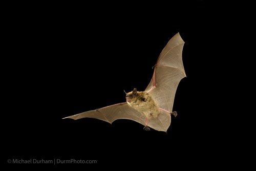 Little brown bat. Photo: Michael Durham.