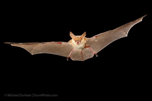 Pallid bat. Photo: Michael Durham.