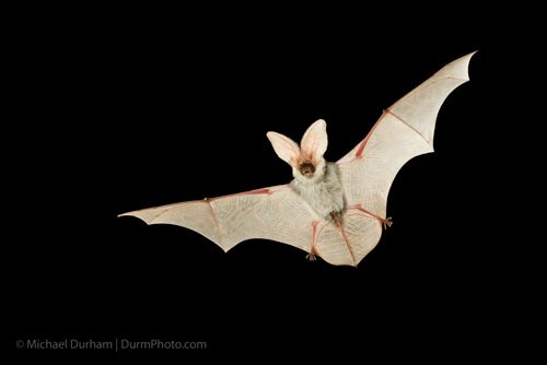 Spotted Bat. Photo: Michael Durham.