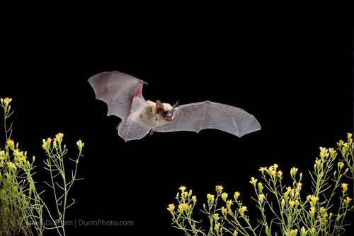 Canyon bat. Photo: Michael Durham.