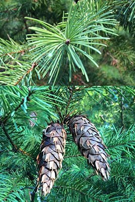 Douglas fir needles and cones. Photo: Land Trust.
