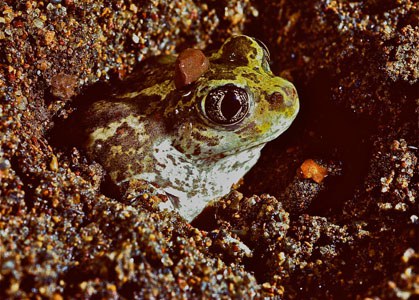 A Great Basin spadefoot emerging from the sand after a rainstrom. Photo: Al St. John.