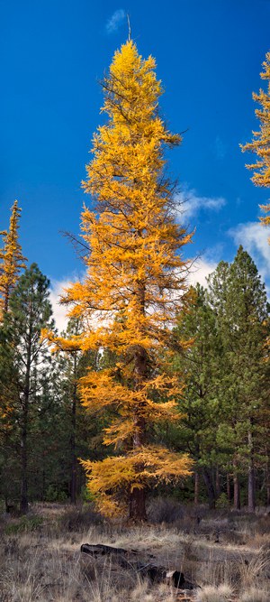 A lone larch at the Metolius Preserve. Photo: Jay Mather.