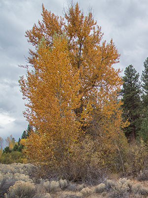 Cottonwood trees like this one abound at Willow Springs Preserve. Photo: Jay Mather.