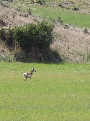 Antelope at Coffer Ranch. Photo: Land Trust.