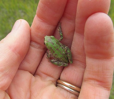 Pacific tree frog. Photo: Land Trust.