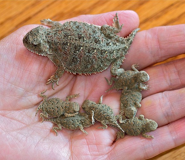 Newborn pygmy short-horned lizards. Photo: Al St. John.