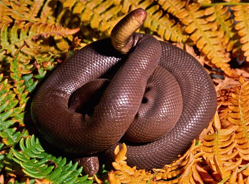 A rubber Boa displaying its blunt tail as a fake head. Photo: Alan St. John.