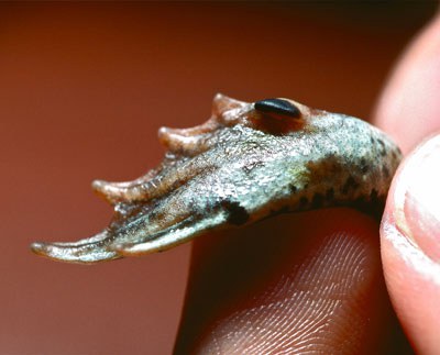 The "spade" on the rear foot of a Great Basin spadefoot. Photo: Al St. John.