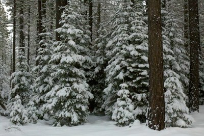 A snowy forest. Photo: Amanda Egertson.
