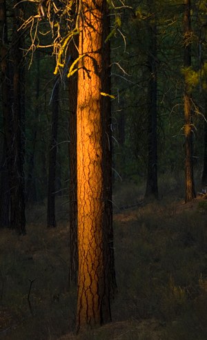 Ponderosa pine in the evening light. Photo: Jay Mather.