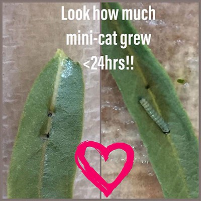Tiny caterpillars emerge! Photo: Amanda Egertson.