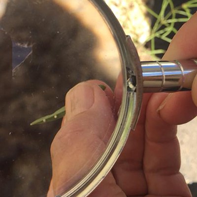 A tiny monarch egg on a milkweed leaf. Photo: Amanda Egertson.