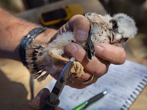 A young American Kestrel gets banded. Photo: Jay Mather.