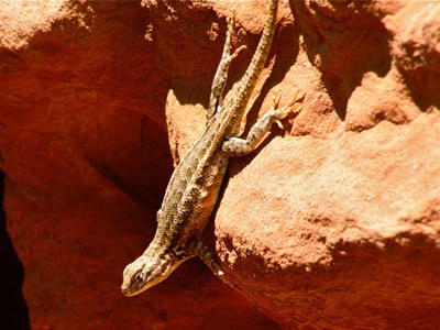 A sagebrush lizard. Photo: Al St. John.