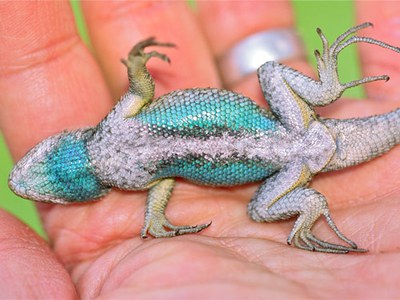 A calm male Western Fence Lizard shows his blue belly. Photo: Al St. John