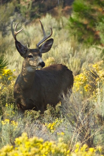 A deer hanging out in rabbitbrush. Photo: Joan Amero.