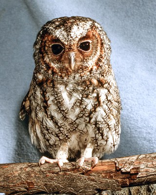 Juvenile flammulated owl. Photo: Jim Anderson