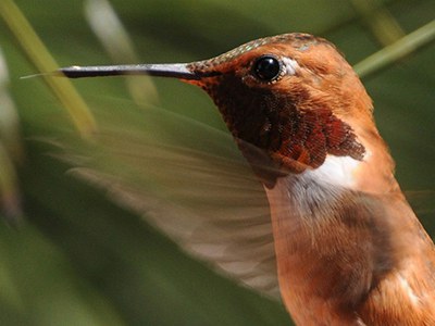 A rufous hummingbird. Photo: Kris Kristovich