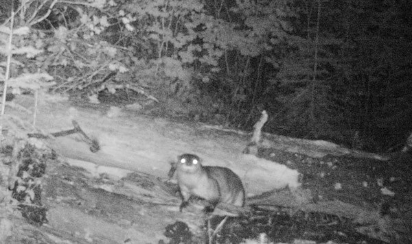 River otters are often active at dawn and dusk. Photo: Land Trust.