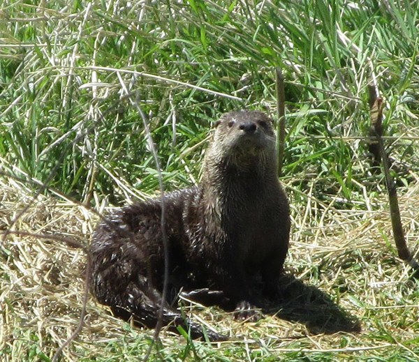 A Northern river otter on a Land Trust Preserve. Photo: Land Trust.