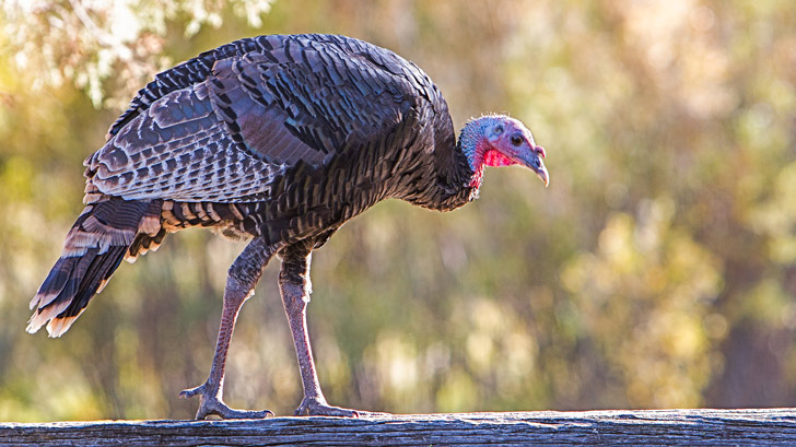 Gobble Up These Turkey Facts Deschutes Land Trust