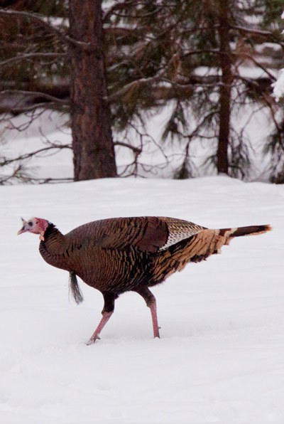 Gobble Up These Turkey Facts Deschutes Land Trust