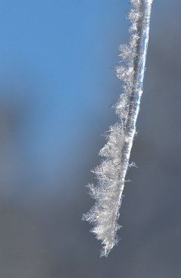 A beautiful icicle with hoarfrost. Photo: Kris Kristovich.