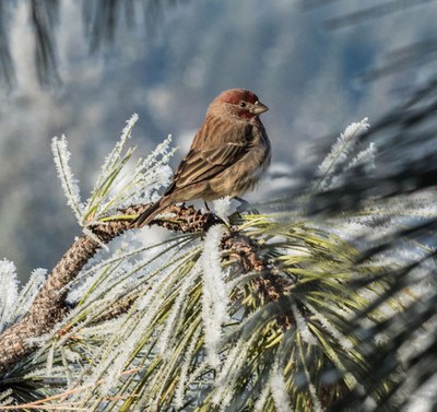 Hoarfrost on pine needles. Photo: Kris Kristovich.