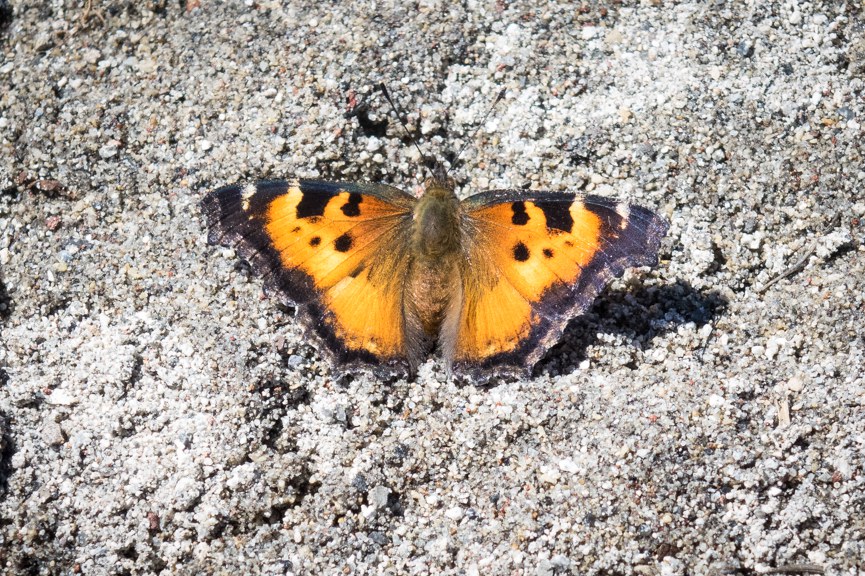 California Tortoiseshell butterfly with wings spread wide. Photo: Sue Anderson