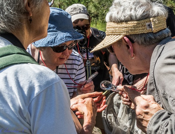 Hikers observe a butterfly through hand lenses. Photo: Charlie Chaffee.