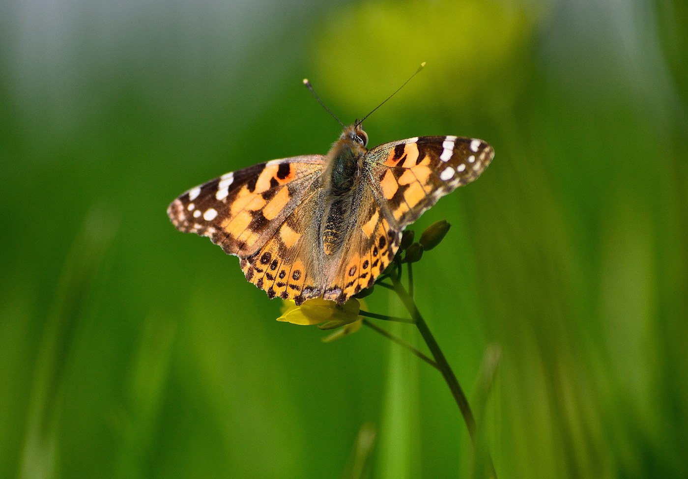 Painted Lady Butterfly. Photo: Pixabay