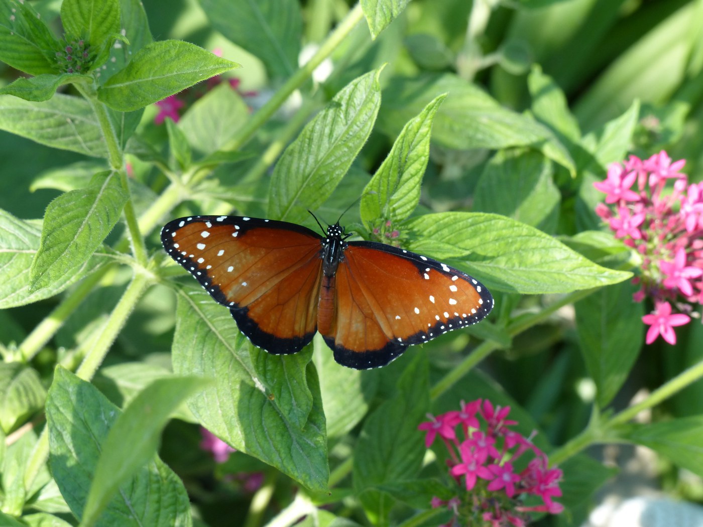 Queen butterfly with less distinct black veins. Photo: Pexels.com