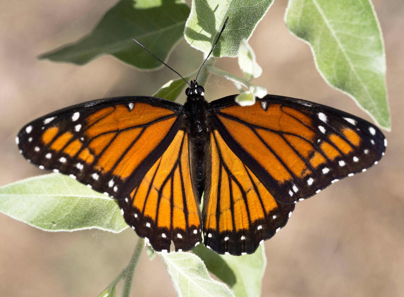 Viceroy butterfly with black hindwing bar. Photo: Pexels.com