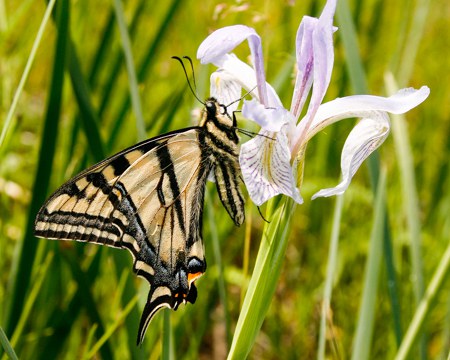 Western Tiger Swallowtail. Photo: Sue Anderson.