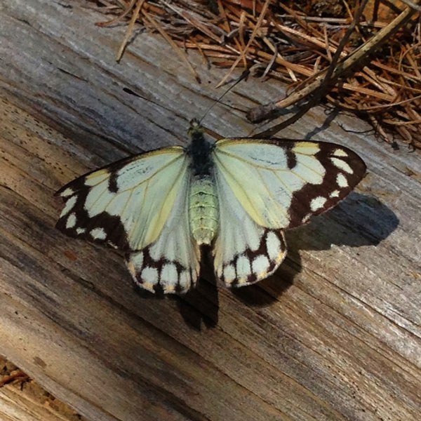 Pine White at the Metolius Preserve. Photo: Amanda Egertson.