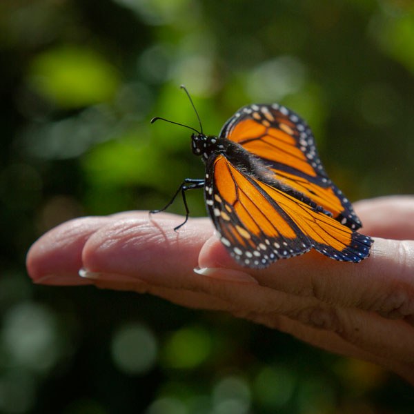 A Monarch butterfly being released at Camp Polk Meadow Preserve. Photo: Jay Mather.