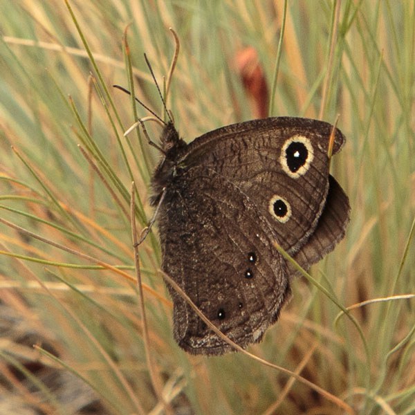 Dark Wood Nymph at the Metolius Preserve. Photo: John Williams.