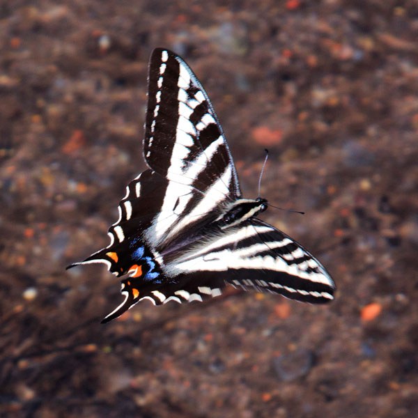 A Pale Swallowtail butterfly. Photo: Steve Pedersen.