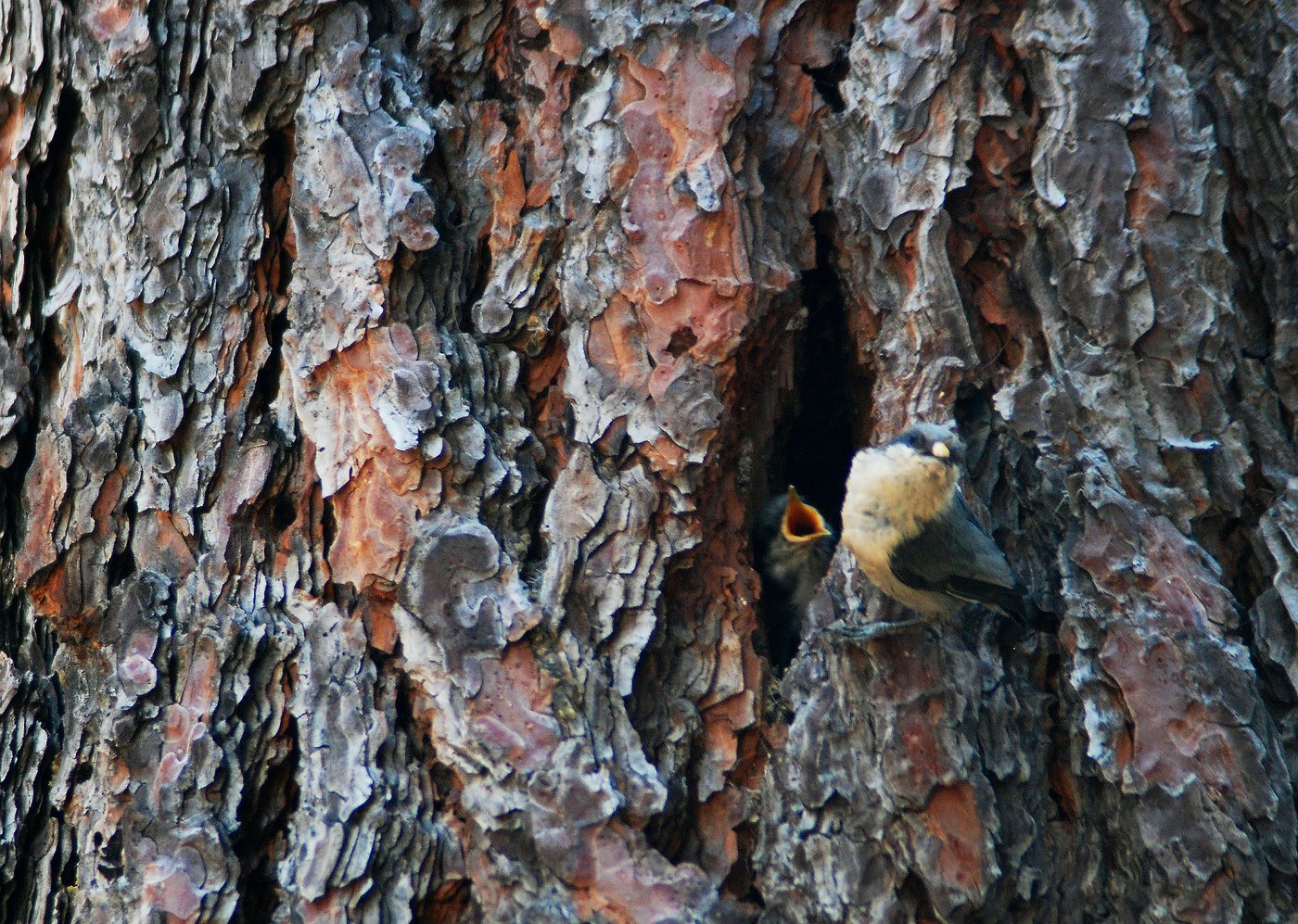 Pygmy nuthatch and young near nest hole in created snag at Camp Polk Meadow. Photo: Karen Parker