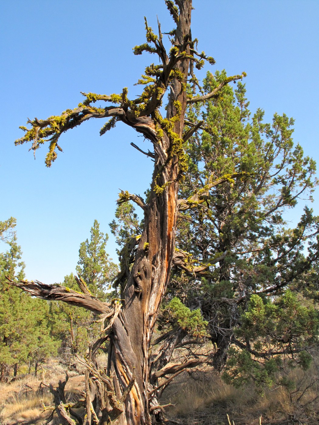 Juniper snag at Boyer easement. Photo: Lisa Bagwell