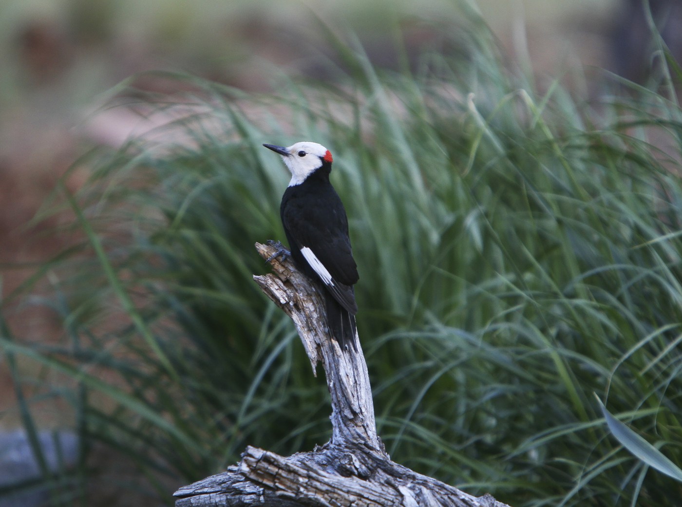 White-headed woodpecker perched on snags. Photo: Dick Tipton