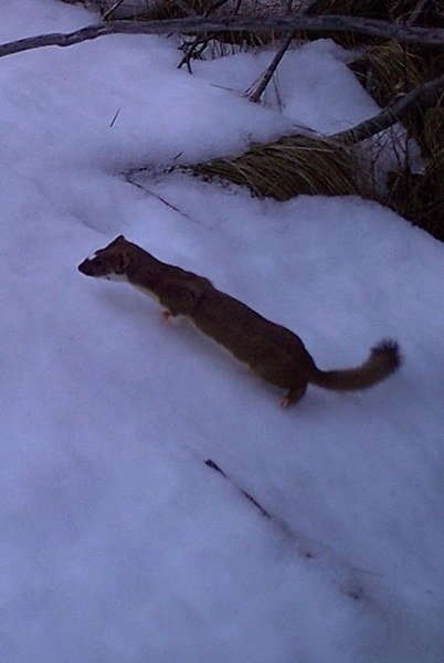 A weasel at Indian Ford Meadow Preserve. Photo: Dane Zehrung.