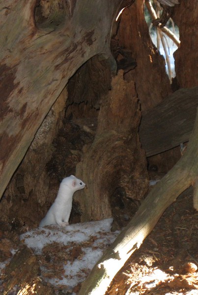 A weasel looks around, maybe for a next meal? Photo: Jana Hemphill.