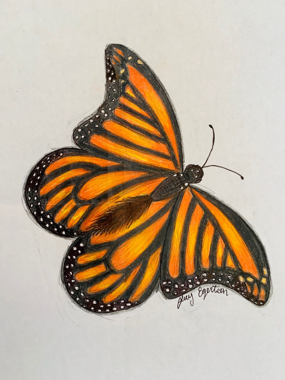 Here's the simplified shape of a monarch butterfly drawn by Lucy Egertson.