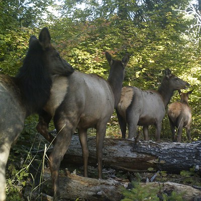 Give wildlife the space they need. Photo: Land Trust.