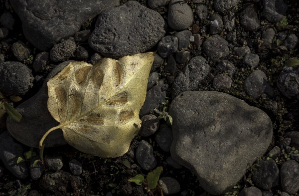 Leaf continues to change color on the forest floor. Photo: Kris Kristovich