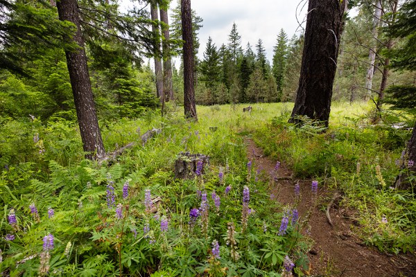 Plants blossom in the Metolius Preserve. Photo: Tyler Roemer