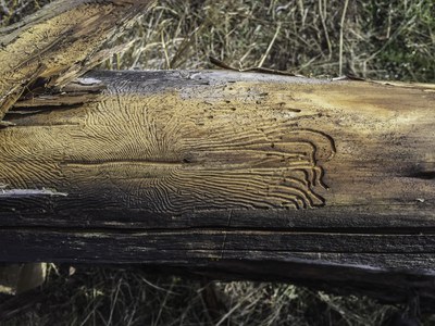 Beetles help dead trees decompose and create incredible patterns. Photo: Kris Kristovich